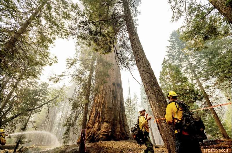 Sequoia National Forest Resilient: Giant Sequoias Unharmed by Wildfire