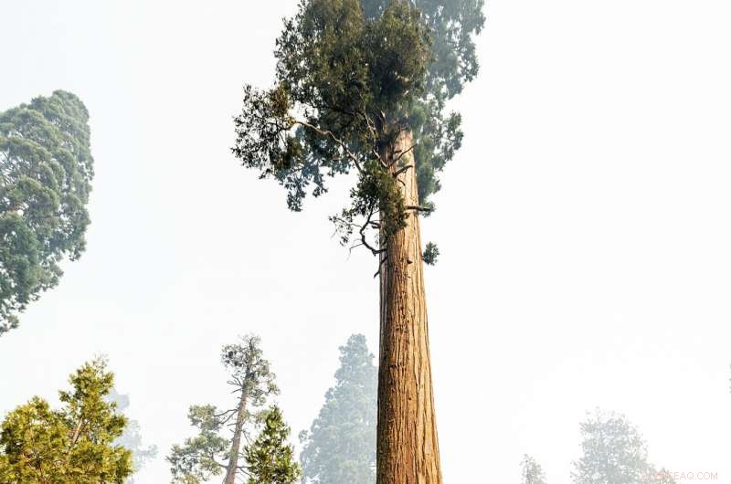 Sequoia National Forest Resilient: Giant Sequoias Unharmed by Wildfire