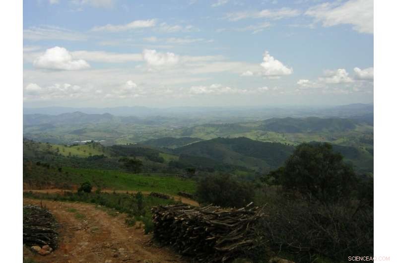 Election Cycles Accelerate Atlantic Rainforest Destruction in Southern Brazil