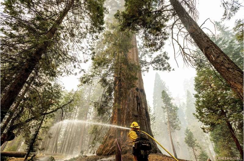 Hundreds of Firefighters Battle Wildfires Threatening California s Sequoia Trees