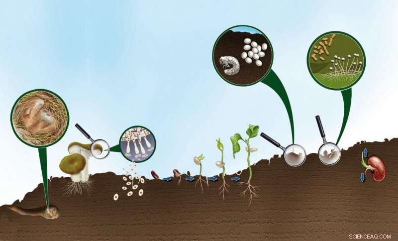 Driving Healthier, Sustainable Soil for a Greener Europe