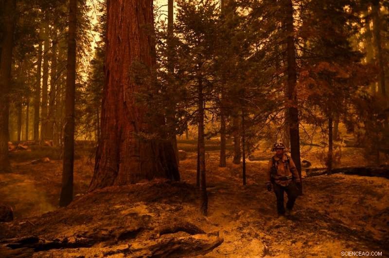 California Uses Controlled Burns to Safeguard Giant Sequoias from Wildfires