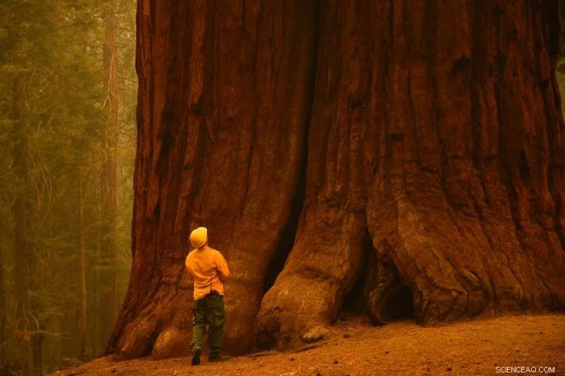 California Uses Controlled Burns to Safeguard Giant Sequoias from Wildfires