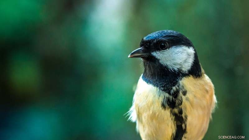 Oxford Study Links Tree Health to Great Tits’ Climate Response