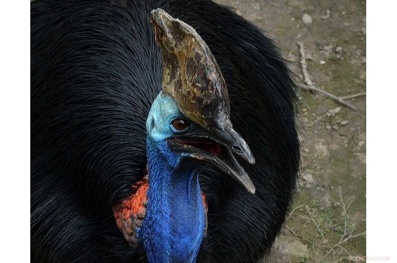 Australia’s Daintree Rainforest Reclaimed by Indigenous Custodians