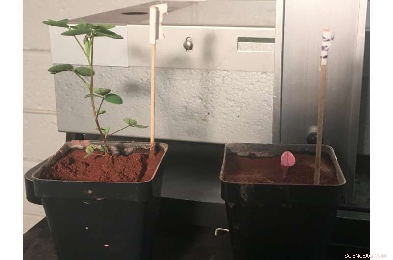 Clover Flourishes in Martian‑Like Soils with the Help of Symbiotic Bacteria