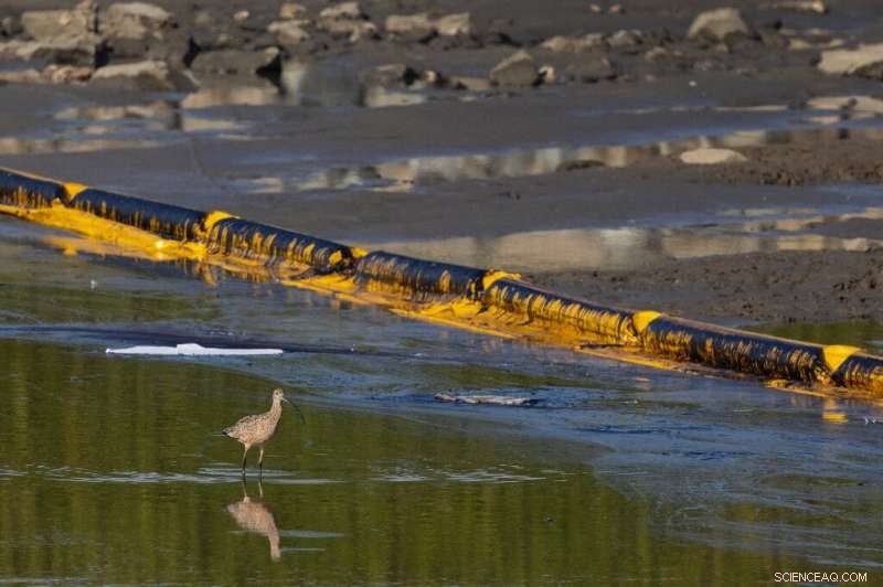 California Mobilizes Rapid Response to Contain Oil Spill Threatening Wildlife and Beaches