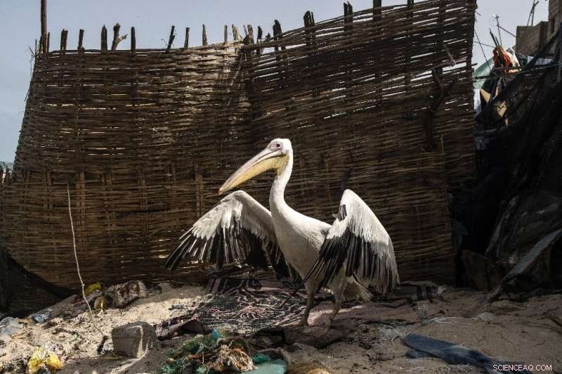 Saint-Louis: Senegal’s Historic Capital Fortifies Against Rising Seas