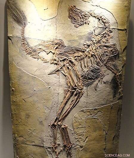 Explore the Ancient Habitat of Feathered Cretaceous Dinosaurs