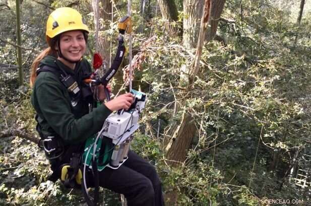 How Rising CO2 Levels Boost Photosynthesis in Mature Oak Trees