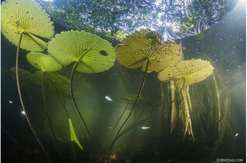 Hidden Yucatan Mangrove Forest Reveals Ancient Sea-Level History