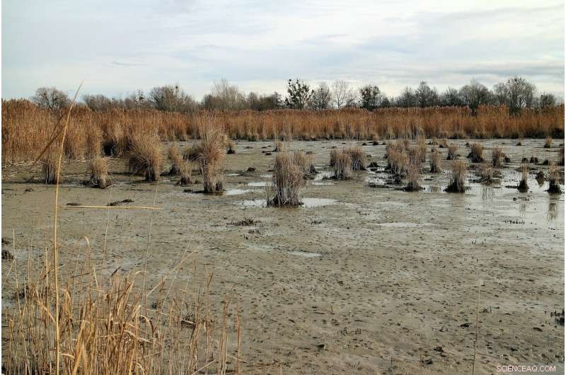 New Jersey’s Tidal Marshes Face Vanishing Threat Amid Sea Level Rise, Rutgers Study Reveals