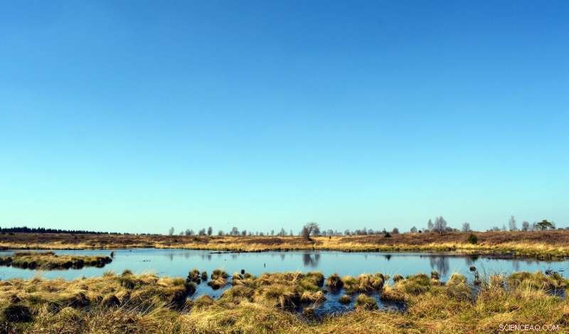 Re-wetting Peat Bogs Delays Natural Recovery, Study Finds