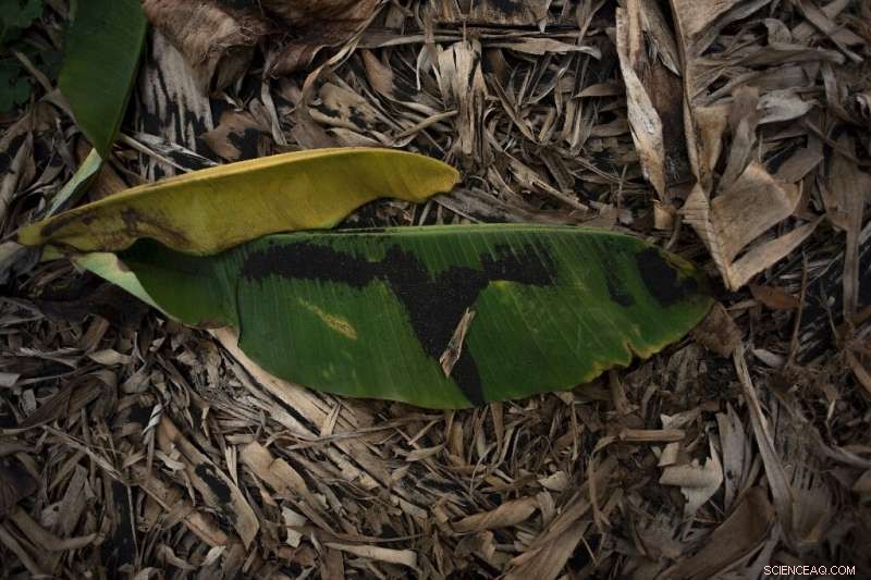 Volcanic Ash and Water Scarcity Endanger La Palma s Banana Crops