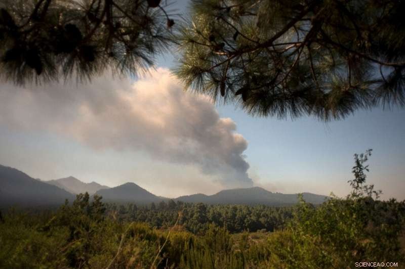 Volcanic Ash and Water Scarcity Endanger La Palma s Banana Crops