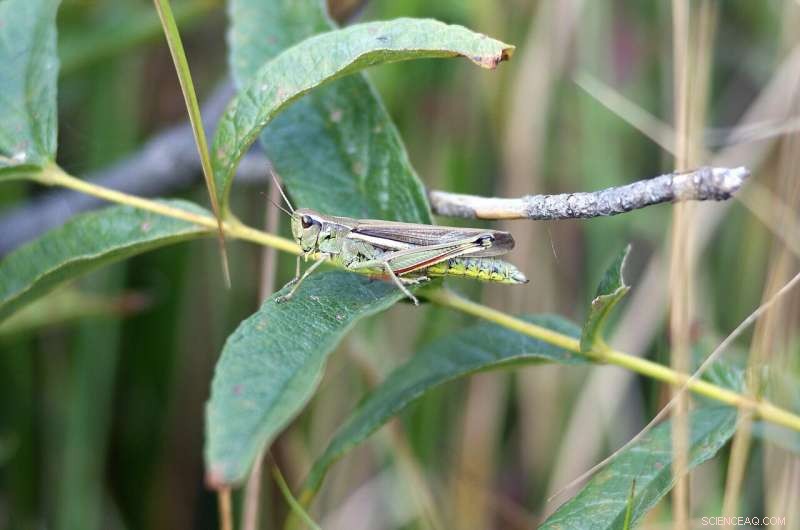 Key Benefits of Moorland Restoration: How Mires on the Moors Project Drives Environmental Recovery
