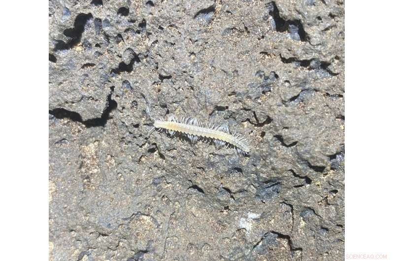 Wildfires Threaten Underground Cave Biodiversity at Lava Beds National Monument