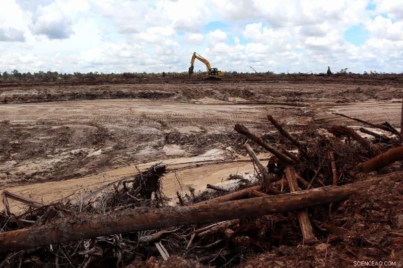 UN Deforestation Initiative Faces Scrutiny Following Indonesia Deal Collapse