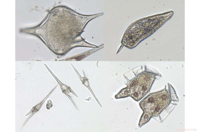 Diatom Algae Now Dominant in Pearl River Estuary: Implications for Water Quality