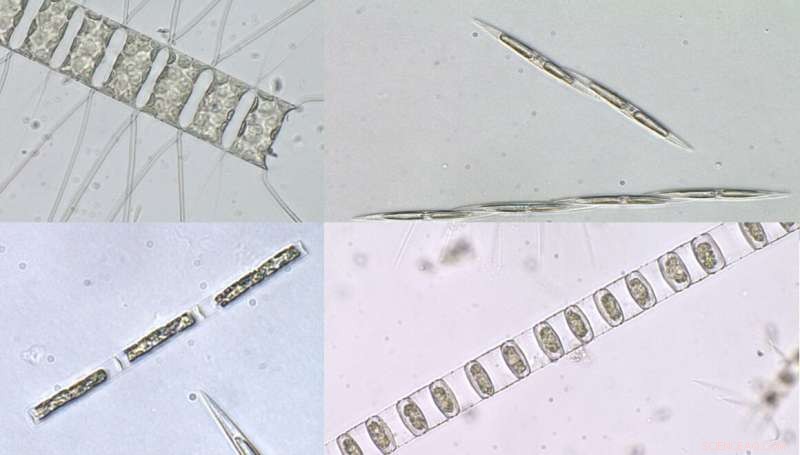 Diatom Algae Now Dominant in Pearl River Estuary: Implications for Water Quality