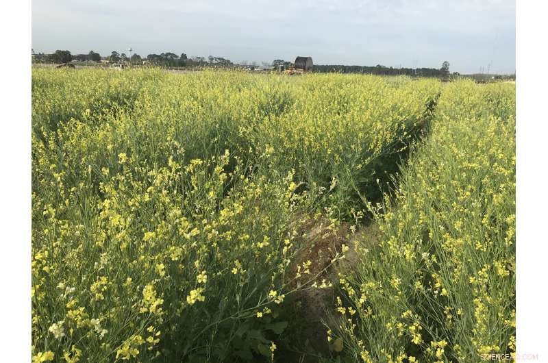 Plant-Based Jet Fuel Cuts Aviation Emissions by 68%