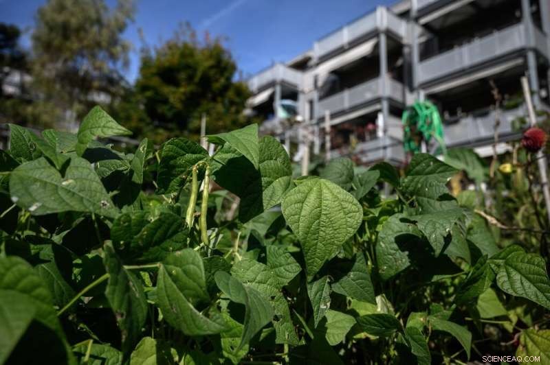 Lausanne Launches Comprehensive Plan to Remediate Toxic Soil After Alarming Discovery