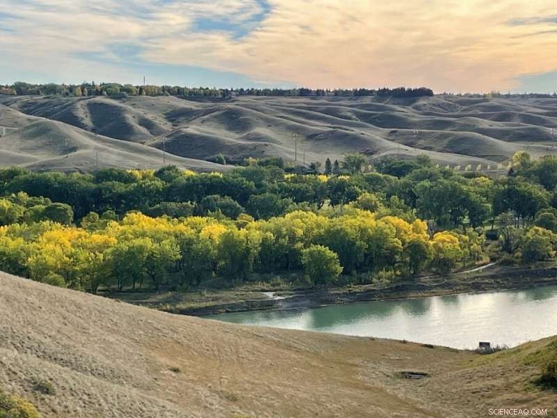 What Is Missing in Forest Mortality Projections? Uncovering the Underground Factors