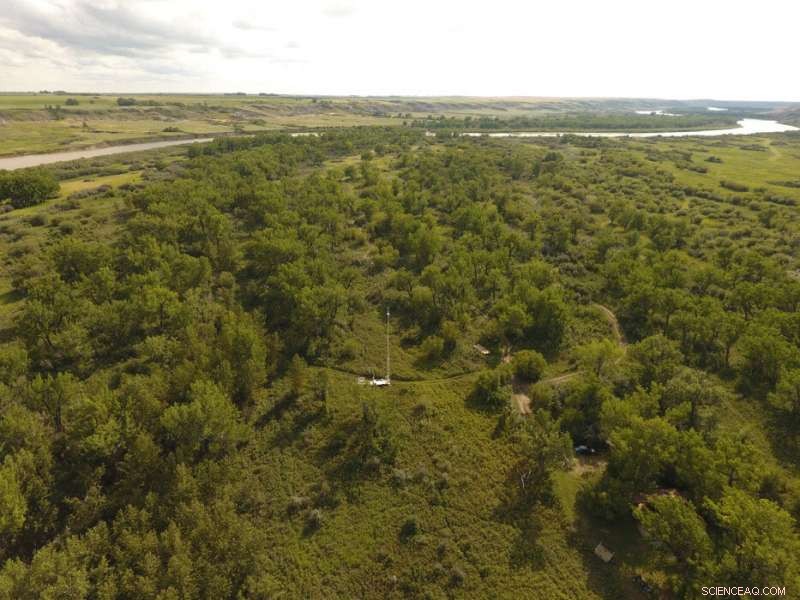 What Is Missing in Forest Mortality Projections? Uncovering the Underground Factors