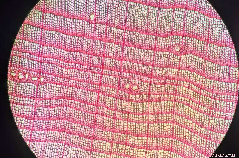 Arctic Driftwood Chronicles: Tracing 500 Years of Warming and Sea Ice Change