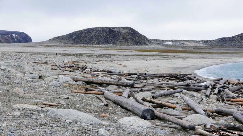 Arctic Driftwood Chronicles: Tracing 500 Years of Warming and Sea Ice Change