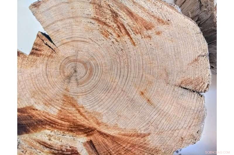 Arctic Driftwood Chronicles: Tracing 500 Years of Warming and Sea Ice Change