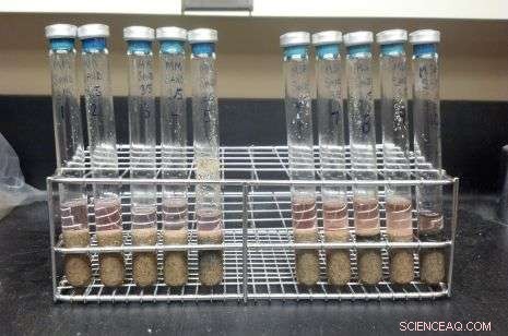 Ancient Microbes May Survive Mars  Thin Atmosphere