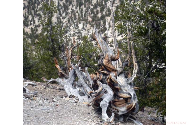 Tree Ring Study Uncovers Extreme Solar Activity During the Mid-Holocene