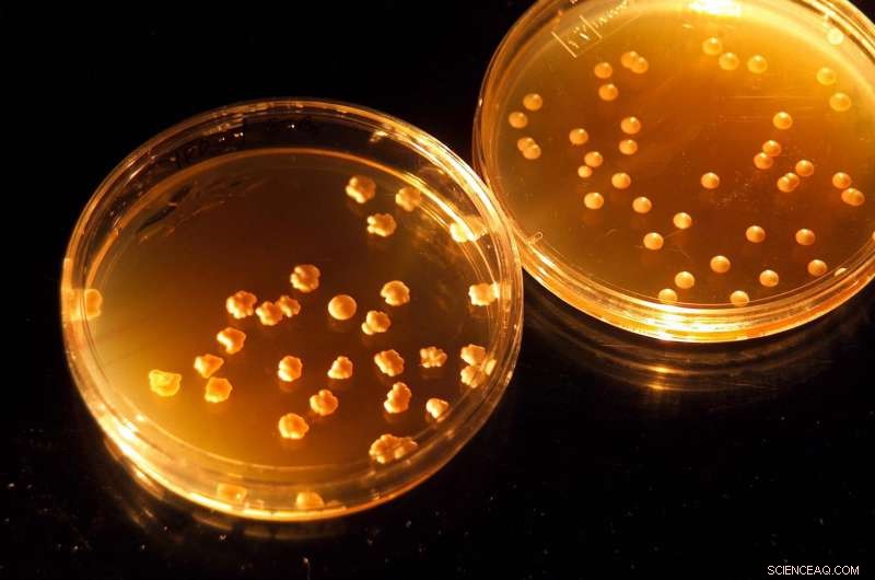 NASA Partners with USU Scientists to Develop Sustainable Food Systems for Mars and Earth