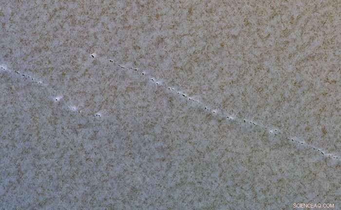 Uncovering the Active Process Reshaping Martian Faults