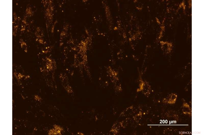 Stem Cells Multiply Faster in Microgravity, Promising Rapid Medical Advances