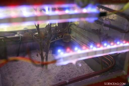 Pioneering Martian Agriculture: The First Potato Cultivation