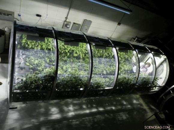 Engineering Mars  Hanging Gardens: Sustainable Greenhouses for Long-Term Colonization
