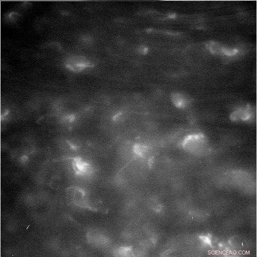 Cassini Spacecraft Reestablishes Earth Contact During Final Dive Between Saturn and Its Rings