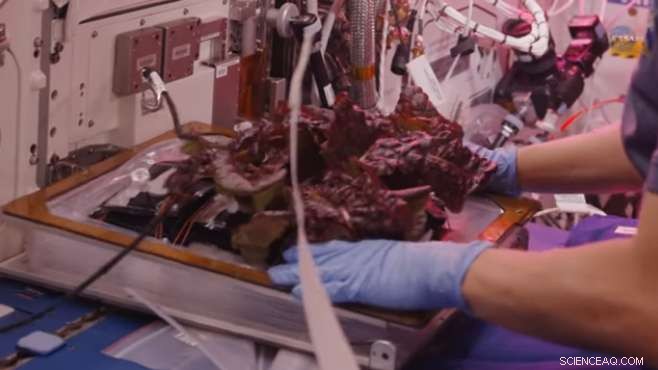 Space Gardening: Cultivating Life on Mars and Beyond