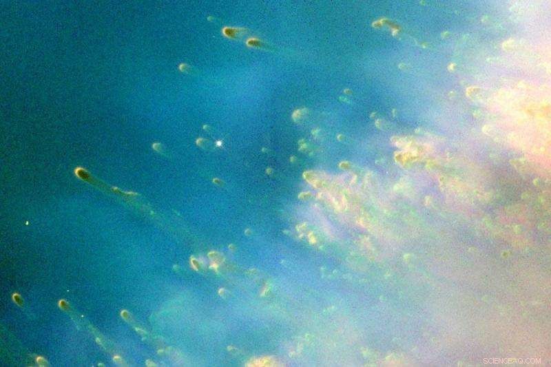 Scientists Find Pompom‑Star Filaments Could Explain Quasar Twinkling