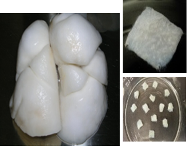 Space Station Experiments Drive Advances in Disease Therapies and Cosmic Ray Science