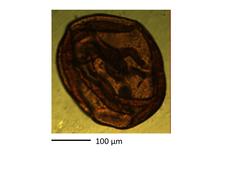 New Study Suggests Vanadium as Key Indicator for Life on Mars
