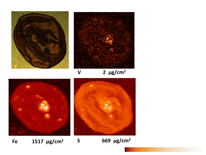 New Study Suggests Vanadium as Key Indicator for Life on Mars