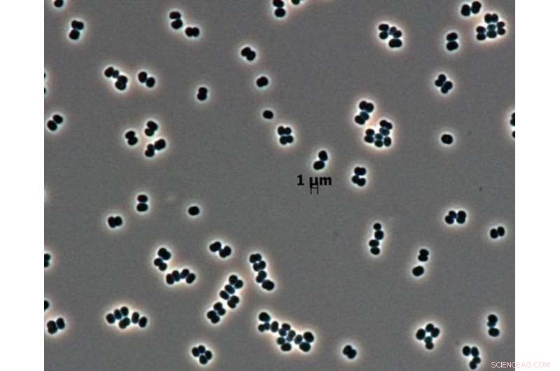 Balancing Earth Microbe Contamination Risks with the Quest for Life on Mars