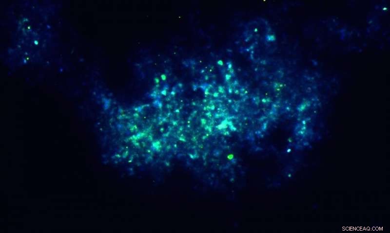 Microbes Carve Distinct Biosignatures on Martian Rocks