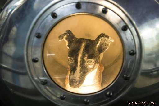 From Streets to the Stars: A Scientist s Reflections on Training Laika, the First Living Space Explorer
