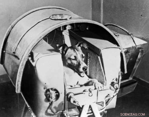 Mice, Fish, and Flies: The Ongoing Role of Animals in Space Exploration