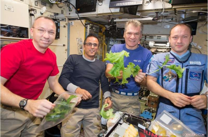 Mitigating Stress in Space-Grown Seedlings: NASA’s Innovative Growth Strategies