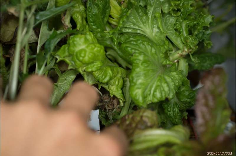 Growing Plants in Space: How to Tend Your Zero‑Gravity Garden